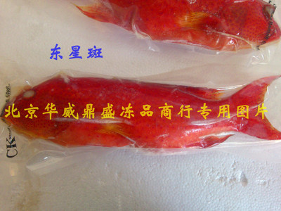 供應500-600g/條東星斑 活凍東星斑 批發東星斑-冷凍粗加工水產品|粗加工水產品|食品、飲料–光波網