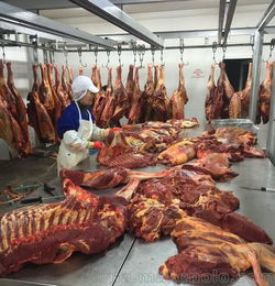 山東碩實農牧開發 進口蒙古馬肉 云南馬肉批發代理 速凍馬肉貨源
