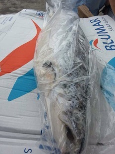 冷凍粗加工水產品-三文魚-冷凍粗加工水產品盡在阿里巴巴-上海諾荻克海產有限公司