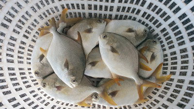 北部灣深海金鯧魚 冷凍粗加工水產品