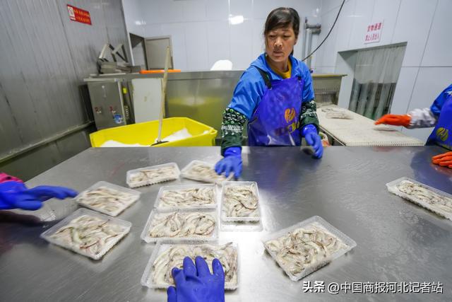 河北灤南:冷凍對蝦加工忙