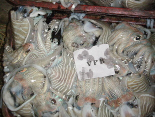 冷凍粗加工水產品-冷凍墨魚-冷凍粗加工水產品盡在阿里巴巴-蓬萊市京水偉業貿易有限.
