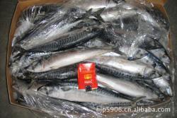 冷凍粗加工水產品-廠家生產供應 鮐魚(青花魚)_商務聯盟