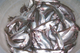 冷凍粗加工水產品-熱銷推薦 進口挪威多春魚 料理用多春魚-冷凍粗加工水產品盡在阿.