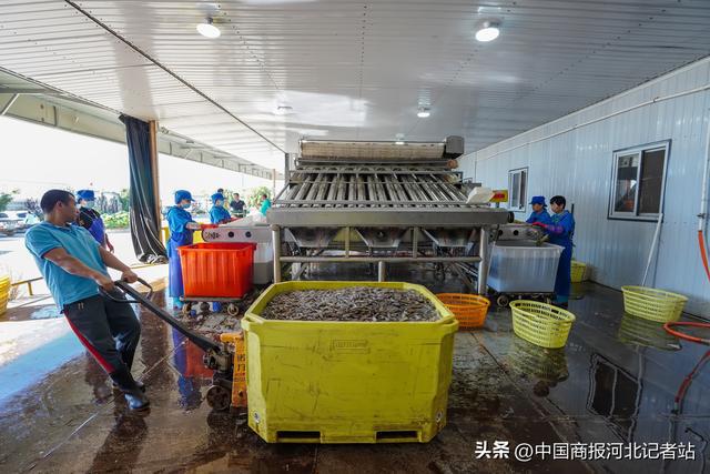 河北灤南:冷凍對蝦加工忙