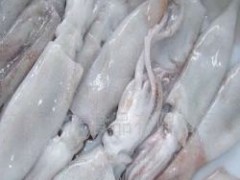 供應(yīng)冷凍魷魚 帶魚 秋刀魚 - 冷凍粗加工水產(chǎn)品 - 粗加工水產(chǎn)品 - 食品、飲料 - 供應(yīng) - 切它網(wǎng)(QieTa.com)