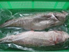 供應(yīng)冷凍馬加魚 冷凍鱈魚批發(fā) - 冷凍粗加工水產(chǎn)品 - 粗加工水產(chǎn)品 - 食品、飲料 - 供應(yīng) - 切它網(wǎng)(QieTa.com)
