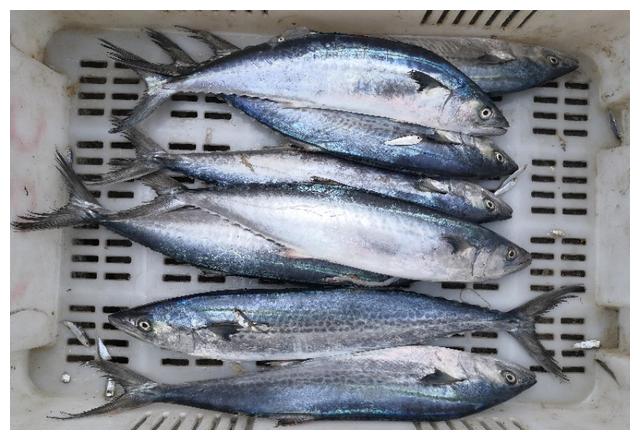 供應(yīng)山東冷凍大鲅魚冰鮮冷凍魚類粗加工水產(chǎn)品*送禮首先-鮮食玉米產(chǎn)