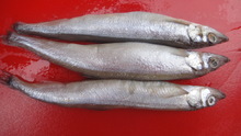 冷凍多春魚(yú)_冷凍粗加工水產(chǎn)品_冷凍多春魚(yú)批發(fā)_冷凍多春魚(yú)供應(yīng)_阿里巴巴