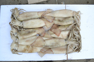 冷凍粗加工水產(chǎn)品-南光出售各種規(guī)格的魷魚(yú)-冷凍粗加工水產(chǎn)品盡在阿里巴巴-榮成南光.