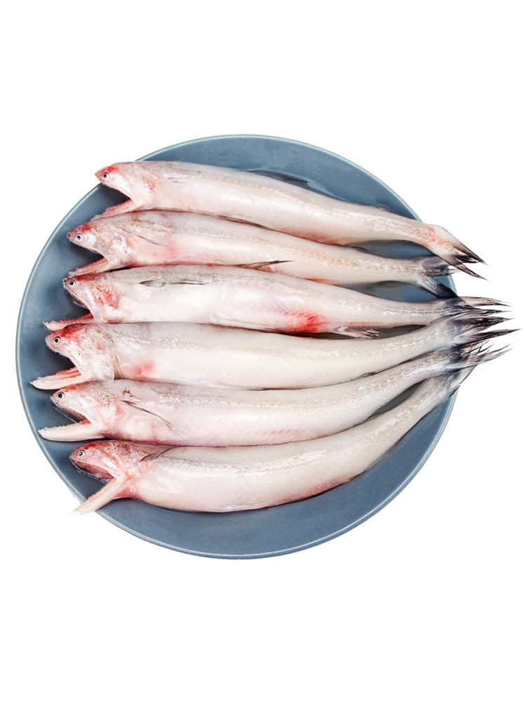 東海龍頭魚新鮮海鮮水產九肚魚鮮活冷凍豆腐魚水潺寶寶輔食魚3斤
