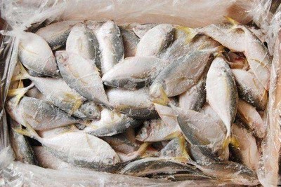 厄瓜多爾冷凍魚報關檢疫許可證/2022已更新(今日/發布)