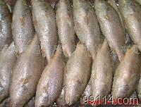 白菇魚_白菇魚價格_白菇魚廠家冷凍粗加工水產品