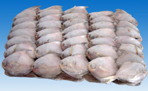 帶魚;鯧魚;小黃魚;鲅魚;馬面魚;三去馬面魚;蝦仁;南美白對蝦;鮐魚;刺鯧;_冷凍粗加工水產(chǎn)品 粗加工水產(chǎn)品 _中國 浙江 象山縣 石浦鎮(zhèn)水產(chǎn)品工業(yè)園區(qū)_象山宏海水產(chǎn)食品_
