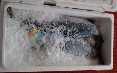 冷凍粗加工水產(chǎn)品-批發(fā)冰鮮三文魚魚 挪威三文魚 中斷 酒店采購 品質(zhì)保證 衡豐水.