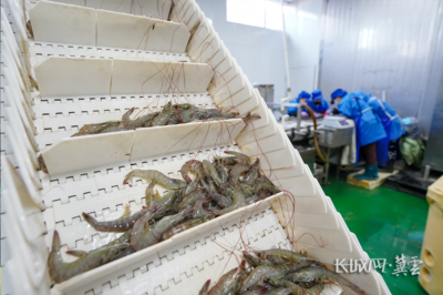 唐山灤南:冷凍對(duì)蝦加工忙