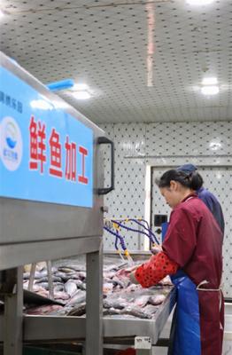 武漢東西湖有條凈魚產業鏈,讓武漢水產品走向全國人民餐桌