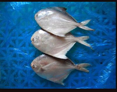 冷凍粗加工水產品-暢銷供應冷凍鯧魚/冷凍水產品批發/海產品批發-冷凍粗加工水產品.