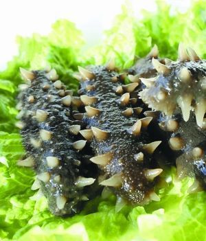 供應大連即食海參價格,即食海參批發,即食海參價格,_冷凍粗加工水產品_世界工廠網