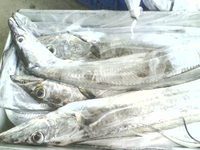 福建帶魚01-宏源水產冷凍加工廠