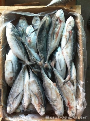 甲魚-俄羅斯野生甲魚采購平臺求購產品詳情