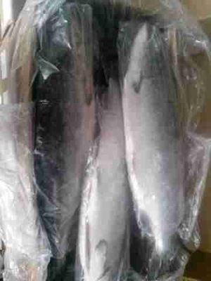 批發(fā)供應(yīng)冷凍粗加工水產(chǎn)品凍三文魚(yú) 新鮮海鮮日式料理 圖片_高清大圖 