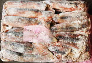 【廣州哪里批發(fā)冷凍魷魚(yú)】?jī)r(jià)格、產(chǎn)品供應(yīng),廣州哪里批發(fā)冷凍魷魚(yú)廠家批發(fā)列表2-1024商務(wù)網(wǎng)