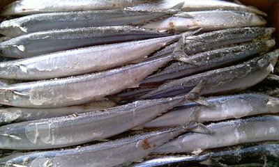 冷凍粗加工水產(chǎn)品-我司現(xiàn)有秋刀魚出售,有需要的客戶請與我們聯(lián)系-冷凍粗加工水產(chǎn)品.