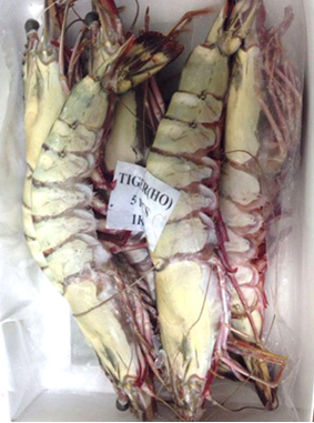 優(yōu)質(zhì)活剝無頭野生黑虎蝦 酒店 料理壽司店必備食材 一手貨源_冷凍粗加工水產(chǎn)品_鮮活水產(chǎn)加工制品_食品飲料_供應_炎黃商貿(mào)網(wǎng)